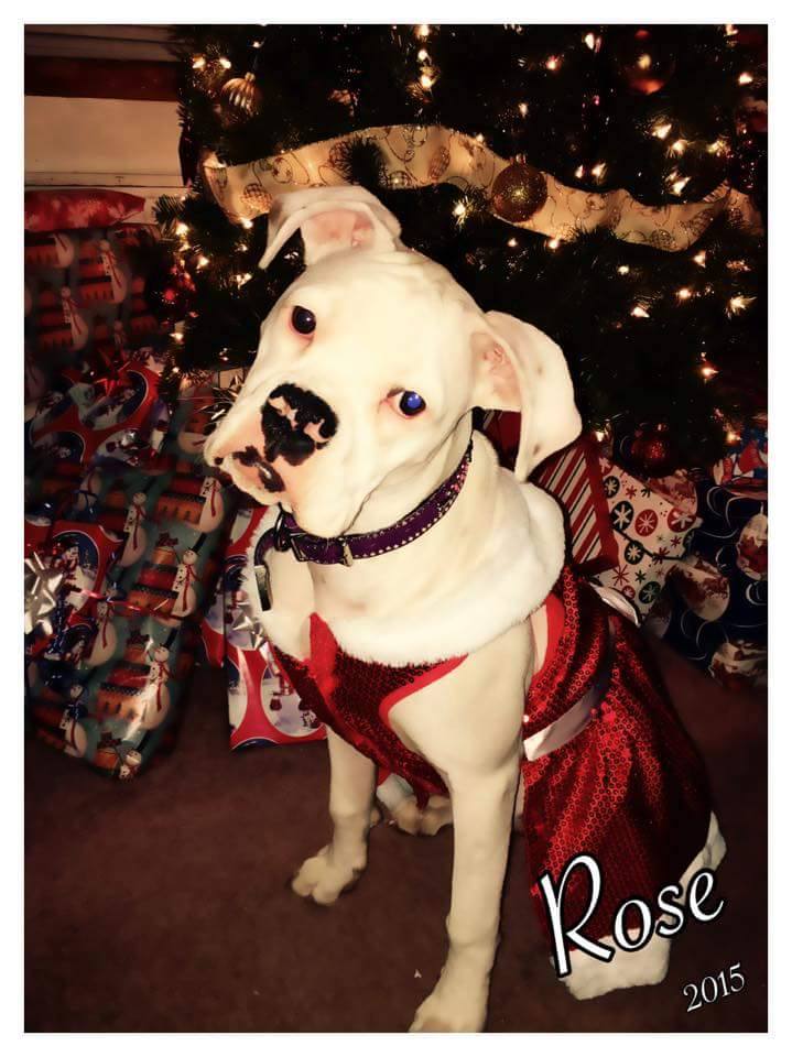 WaggingPawsibilities (@WaggingPaws) / Posts / X