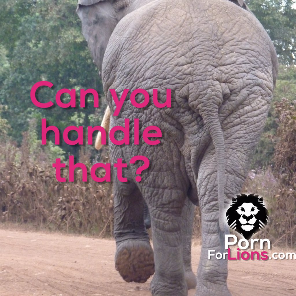 gocjhunt's tweet photo. Do you live to chase tail? Yeah, we thought so. #pornforlions https://t.co/w2I70u37nc