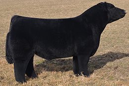 TheCliffsFarm's tweet photo. Calving is approaching real fast! Excited to get the babies on the ground. #Stallion #Rumble #I67 https://t.co/WCJm8uFNjn