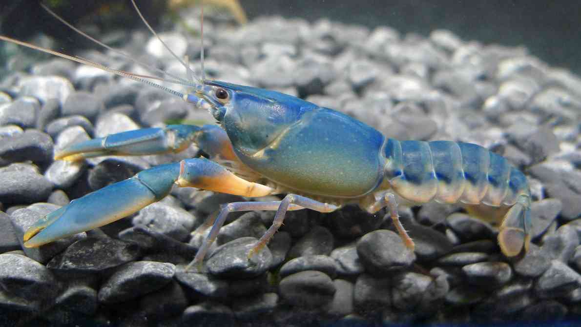 Crayfish Sky A V M Cherax Houltuisi Green Orange Tip 藍色膠囊螯蝦 Crawfish Crayfish ザリガニ T Co Vdz3ehvdlw