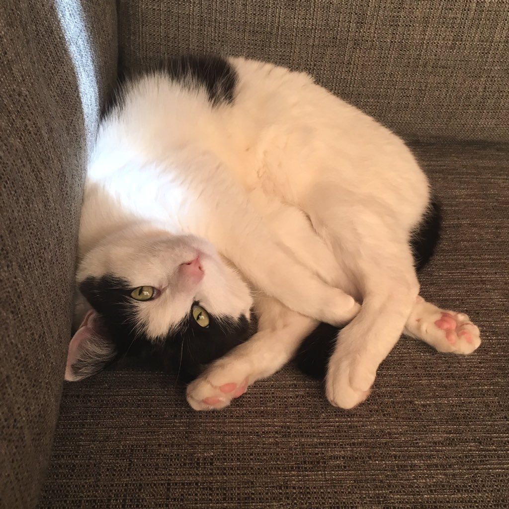 ArbusCat's tweet photo. Holding mama's spot for her on the couch. https://t.co/wDKKCrwd3e