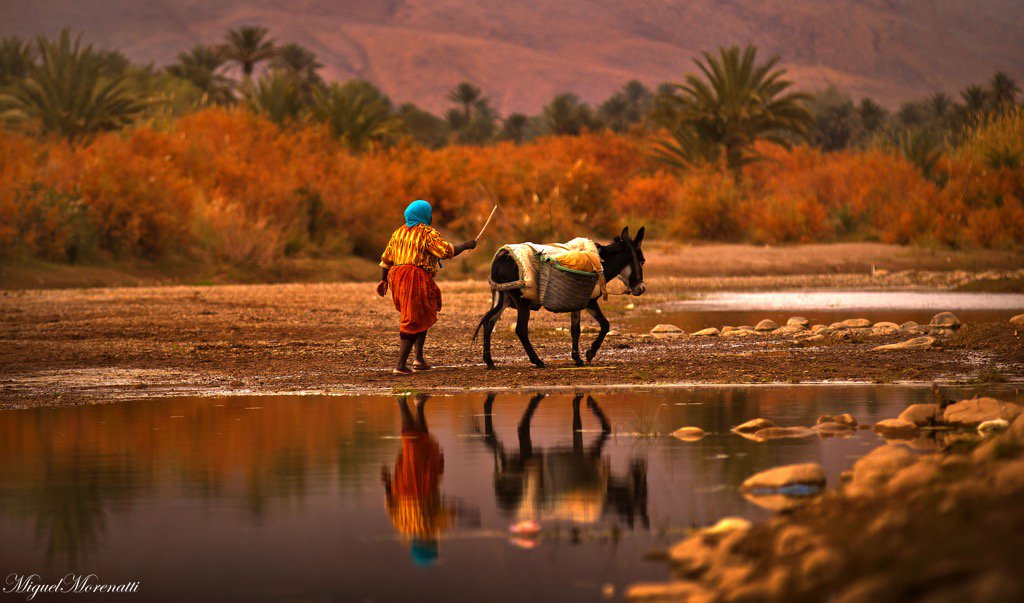 MiguelMorenatti's tweet photo. Al atardecer, en el Valle del Draa. Morocco.
https://t.co/TgWwnMAqJ3 https://t.co/fwgFsVM19q