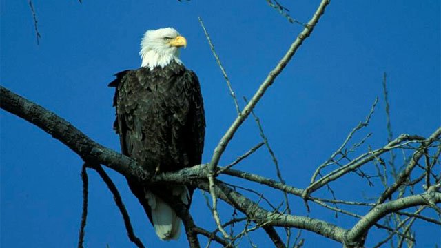 kmbc's tweet image. ICYMI: Bald eagles seen nesting at Kansas lake bit.ly/1OtDP1f