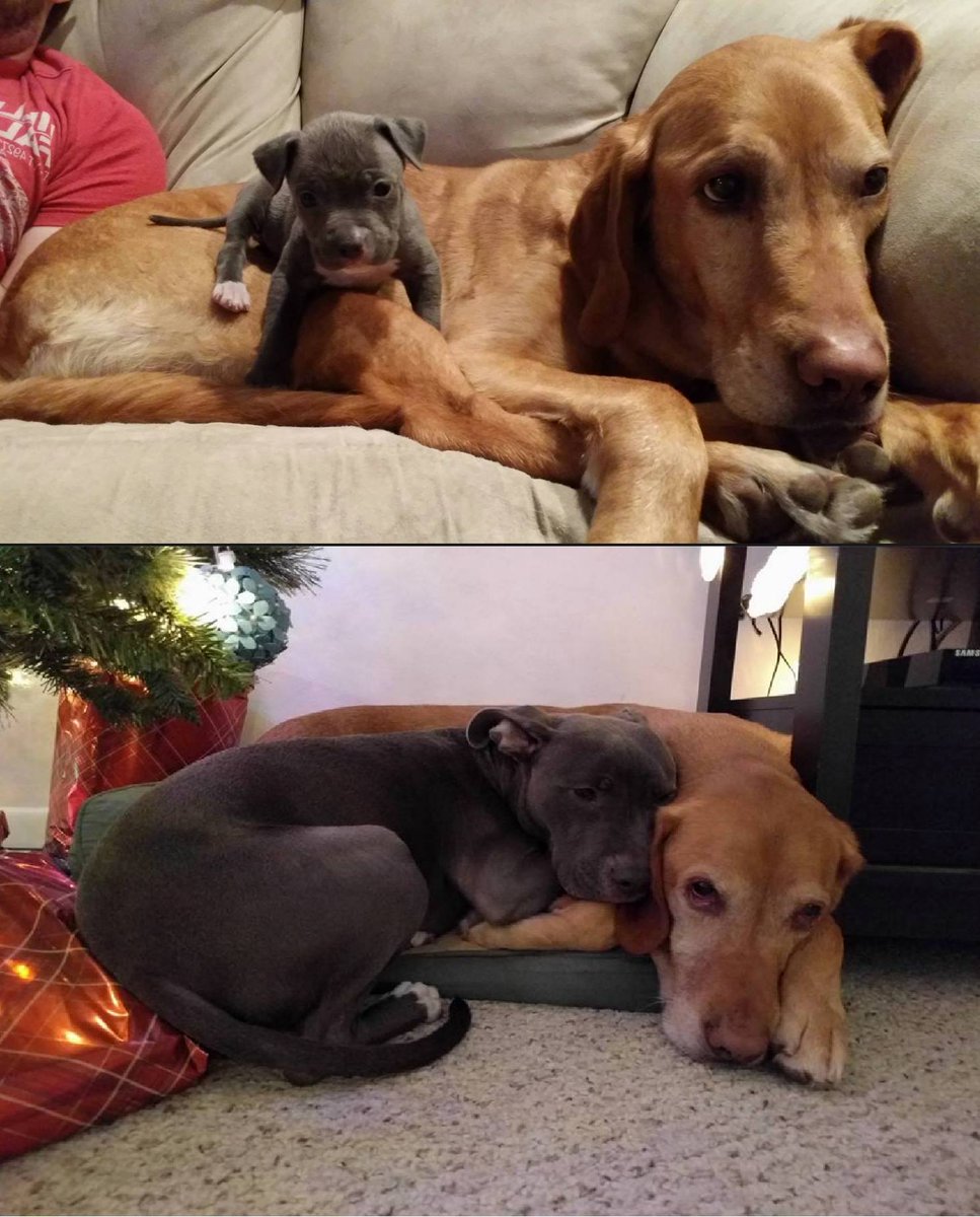 DDogShop's tweet photo. Snuggle buddies for life. https://t.co/NQC1BEIM4X