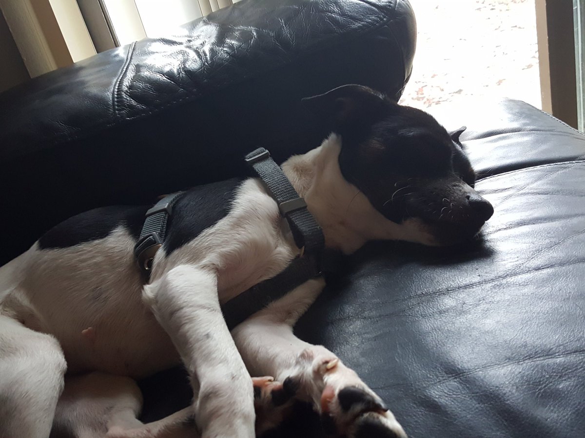 newbeckyerryday's tweet photo. #missjackie #newpup #merrychristmastome #thanksmomma #karmasnewfriend #tiredgirl https://t.co/wV2cWYCETP