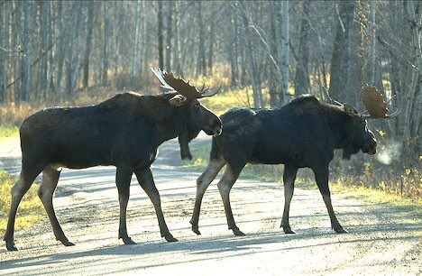 MatijaJuraj's tweet photo. @SY_Roadtrip congrats to Ashley and Team Woodgrove Virgin for CRUSHING Saturday! Double moose! #decemberdomination https://t.co/tHSWhnoyNQ