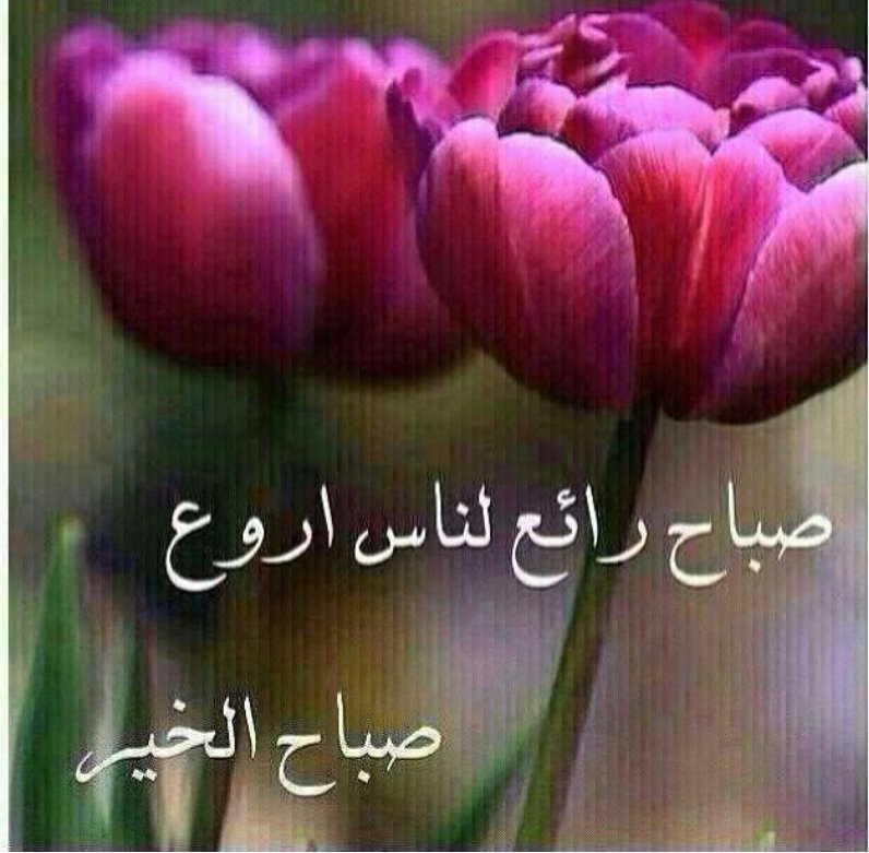 Asoasa1's tweet photo. Good morning🌷 https://t.co/aW3wvujvjI