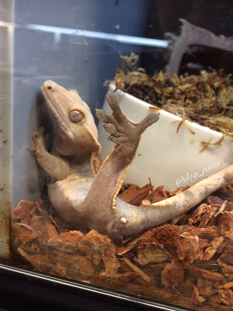 This is Chuck. He's a neat dog. Very flexible. Trapped in a glass case of emotion. Devastatingly unfluffy 3/10