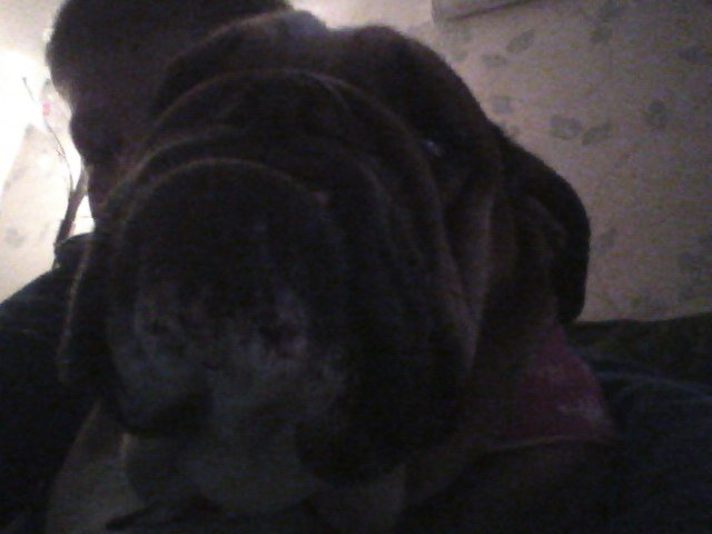 OldhamEliah's tweet photo. #lovearedog #socute https://t.co/JBfke6Oxac
