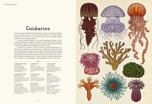 latabla_blog's tweet photo. La naturaleza, los #libros y los niños: Animalium, casi un museo https://t.co/qlEbxfwI4A https://t.co/8wiG6GVdmQ