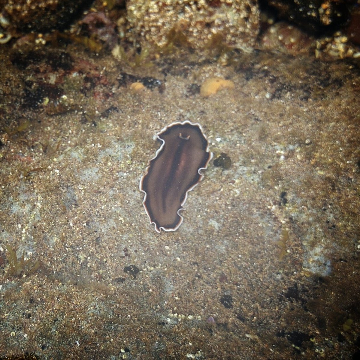 eduruminate's tweet photo. Marine #flatworm #polyclad found under a rock in a pool #longreef #NSW #wildoz https://t.co/YLImGxnDb1
