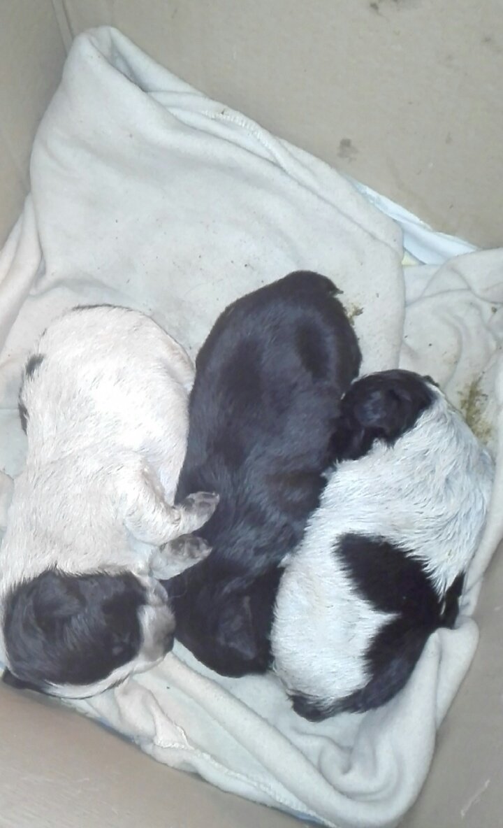 urarandy_'s tweet image. Nos acabamos de encontrar estos perros en la calle. Por favor dar RT por si alguien los quiere...