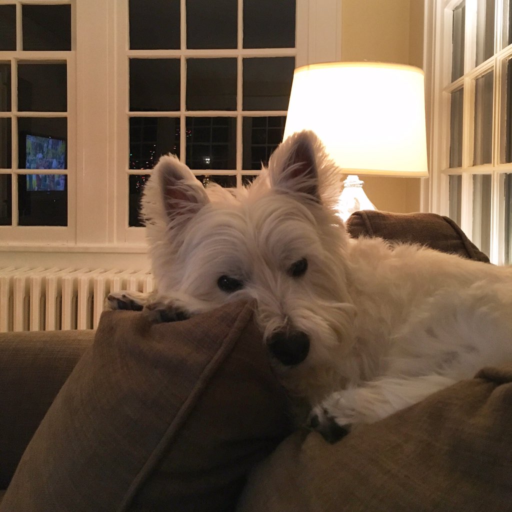 FranklinOrwig's tweet photo. Sleepy Sunday. 💙😍 https://t.co/IvRq1MeFOg