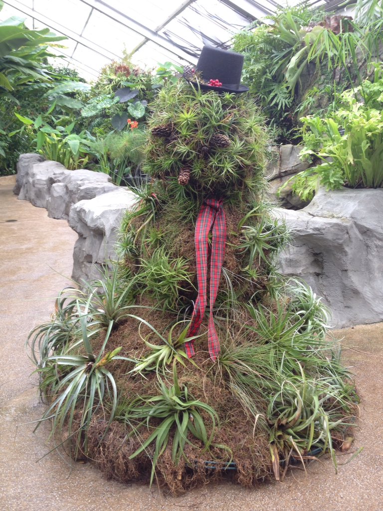 NatureRaven's tweet photo. It's not every day you find a snowman made out of epiphytes...TY Howard Peters Rawlings Conservatory #gardenchat #MD https://t.co/kcTF8u2zrC