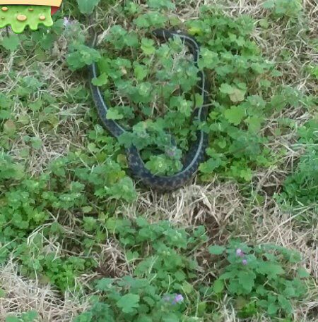WBRCnews's tweet photo. Snakes a sometimes unexpected byproduct of floods https://t.co/drMIm4EzZs https://t.co/puQMoNmHHJ