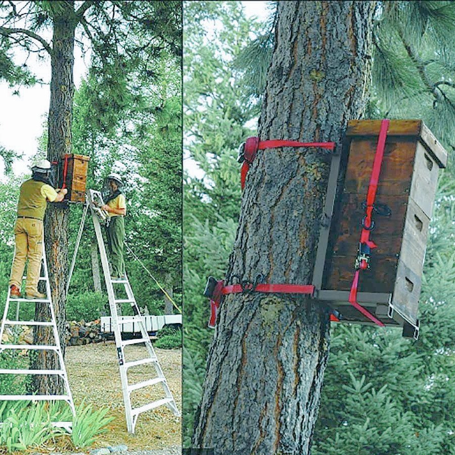 treehivebees's tweet image. We're getting our bees in a row for spring! Please consider a year-end tax deductible donation #treebeekeeping #hive