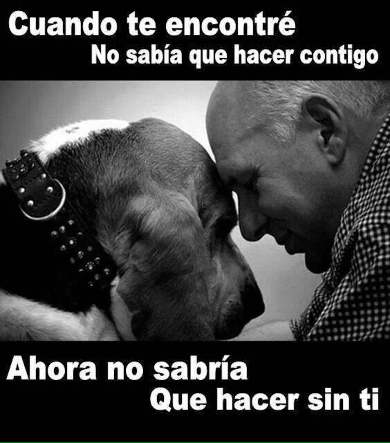 Por qué cuando se ama de verdad. Se entrega lo mejor #BilJacChile #doglovers