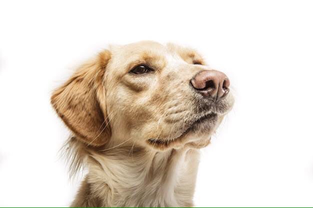 CoolXDogs's tweet photo. A dog is not "almost human" &amp; I know of no greater insult 2the canine race than 2describe it as such.-JHolmes https://t.co/ANkl6o0KMo