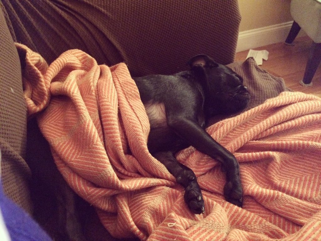 PugShimmy's tweet photo. Loving this winter vacation!!! #pugsnooze https://t.co/HtkLzPSlw1