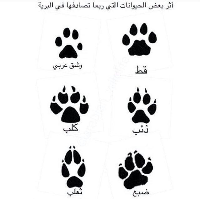 أبــــويــــزن on Twitter "آثار بعض الحيوانات البرية ، لمن يجهلها