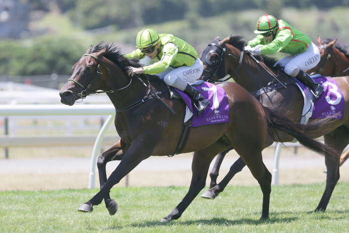 RussellWarwick2's tweet photo. Thanks to Shaune Ritchie, @MattCameron23 for great job with He's An Ace @Ellerslie_Races today. #emergingtalent https://t.co/aTRsEMtCND