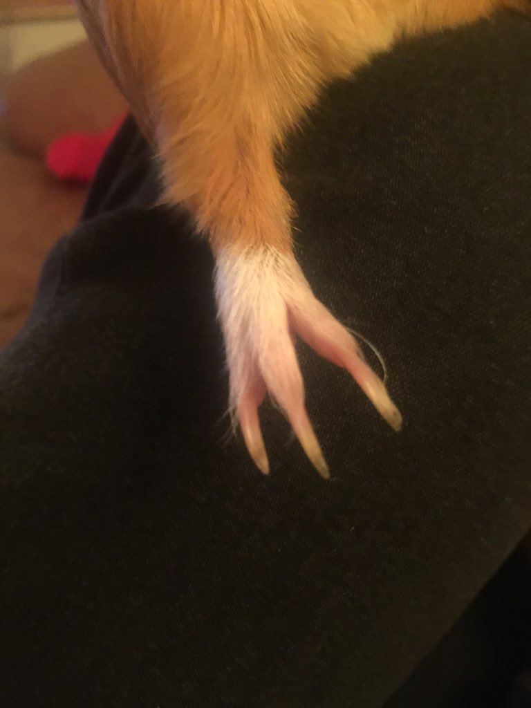 bathxrat's tweet photo. Nail goals💞💘😍💅🏼 https://t.co/tHCV0JaOgZ