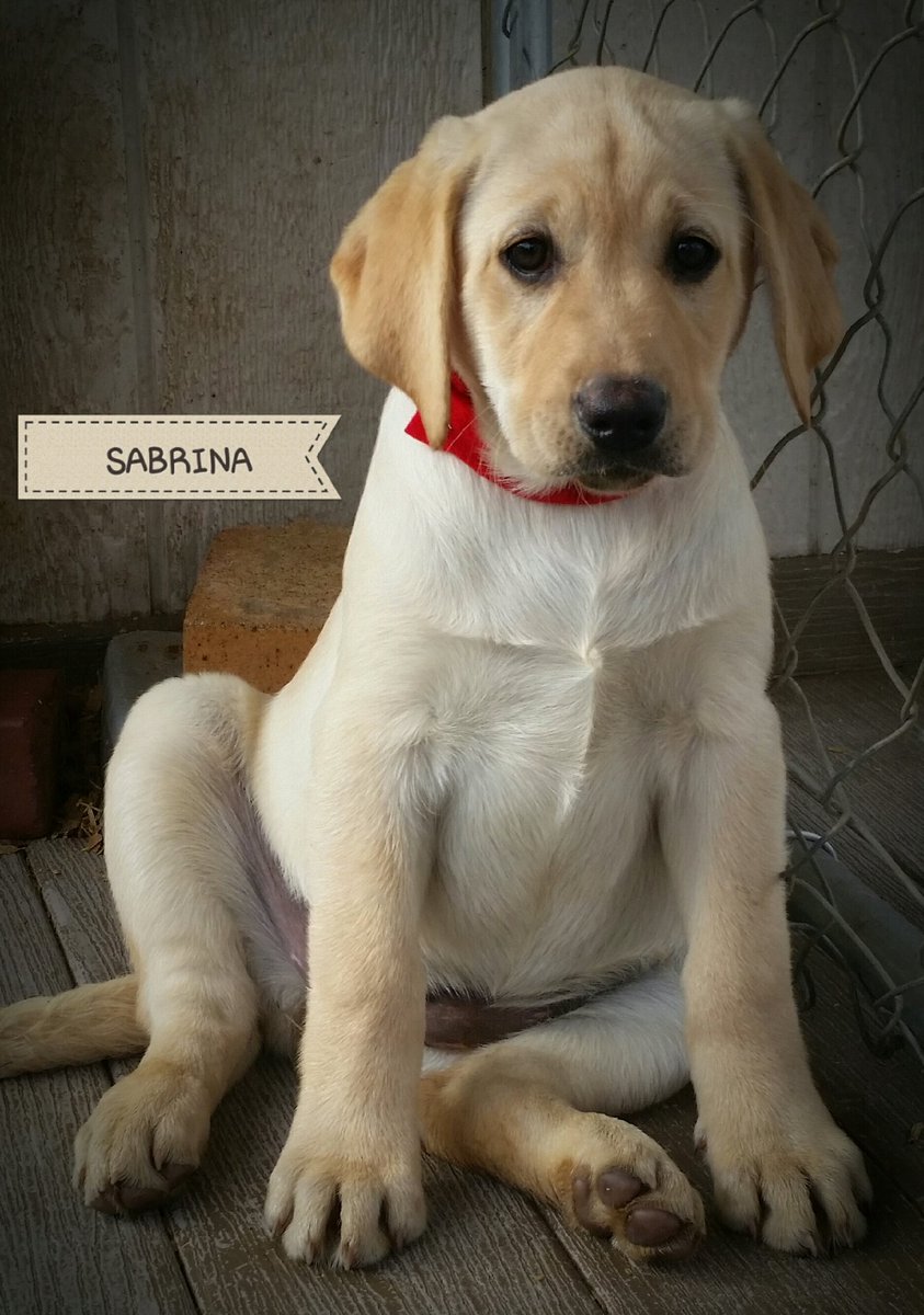 cjcolaswimmer's tweet photo. Only a few more days till I pick this pup up! https://t.co/sU2nBWPZt9