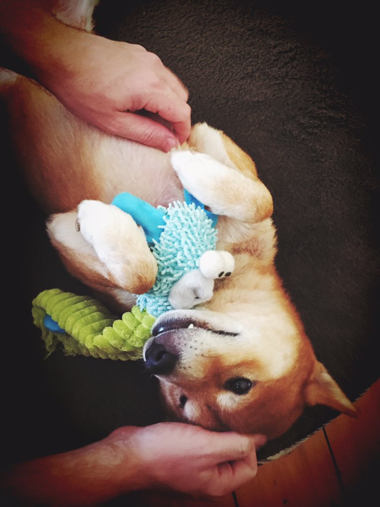 TheMavDog's tweet photo. Not giving my toy up for anything!! #love #shiba #doge #dogsoftwitter https://t.co/8rXFvGl9xH