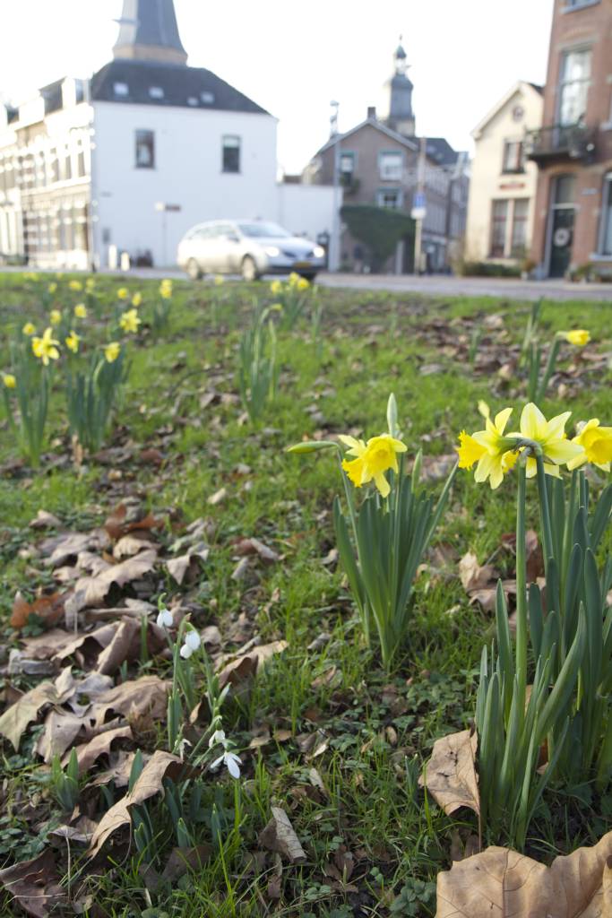 Narcissen al in bloei in Zutphen: ZUTPHEN De officiële bloeitijd van narcissen is toch echt… dlvr.it/D6tt8d