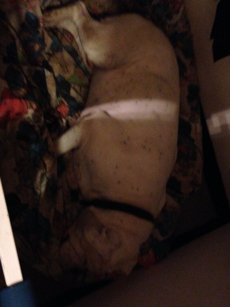 finleythefunk's tweet photo. My uncles old dog https://t.co/1oEzQ46NpB