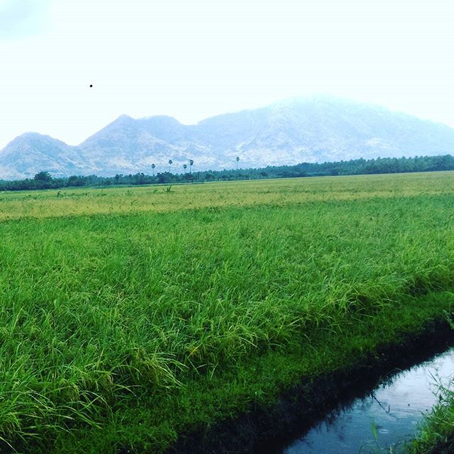 dhivya_iam's tweet photo. #dhivyaphotography Paddyfield #MyClick #Parakkai ;) https://t.co/Q9GMX62CAZ