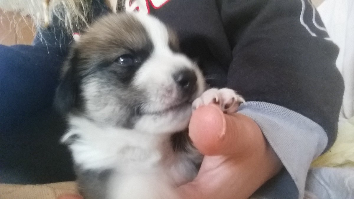Maritina_7's tweet photo. He opened his eyes today!!!! They are soo beautiful!!! ๐ โค๐๐๐๐๐ #puppy #firsteyecontact #beautifuleyes https://t.co/y0dvfn95EW