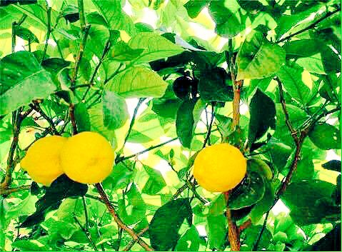Mas_Tipico's tweet photo. BLOG MÁS TÍPICO | El limón, un ácido aliado de la salud y la belleza https://t.co/lGMmKTO7sE https://t.co/6BKwdRtKTG
