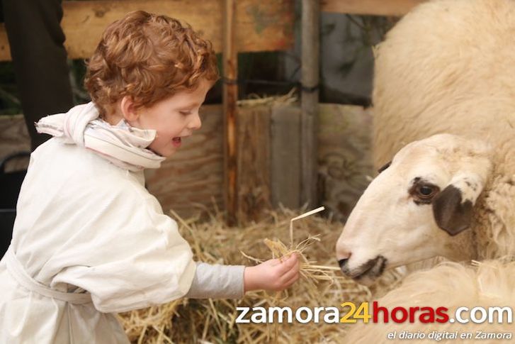 Zamora24horas's tweet photo. Las figuras del Belén cobran vida en Monfarracinos
https://t.co/xwgdHOla6K https://t.co/aUGaP8RtdR