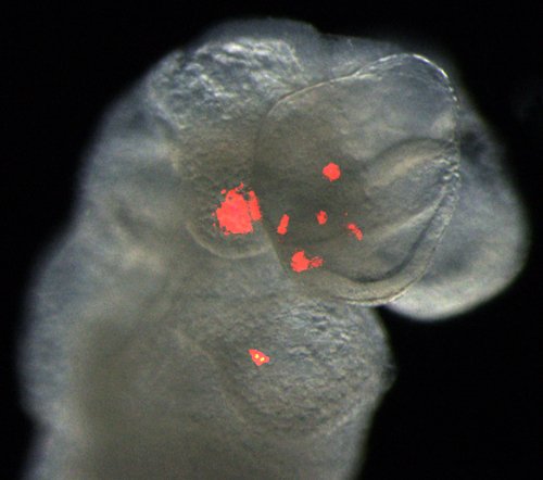 cellider's tweet image. #Stemcells likely to be safe for use in #regenerative #medicine at @Cambridge_Uni cam.ac.uk/research/news/…