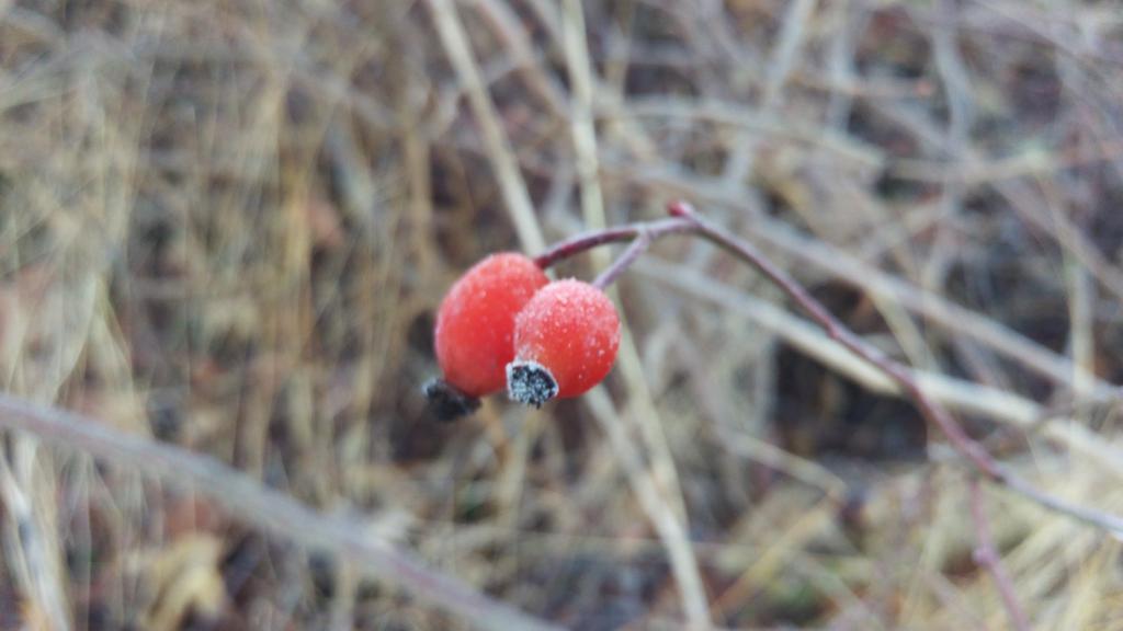 timlay98's tweet image. #winterfishing, -3℃