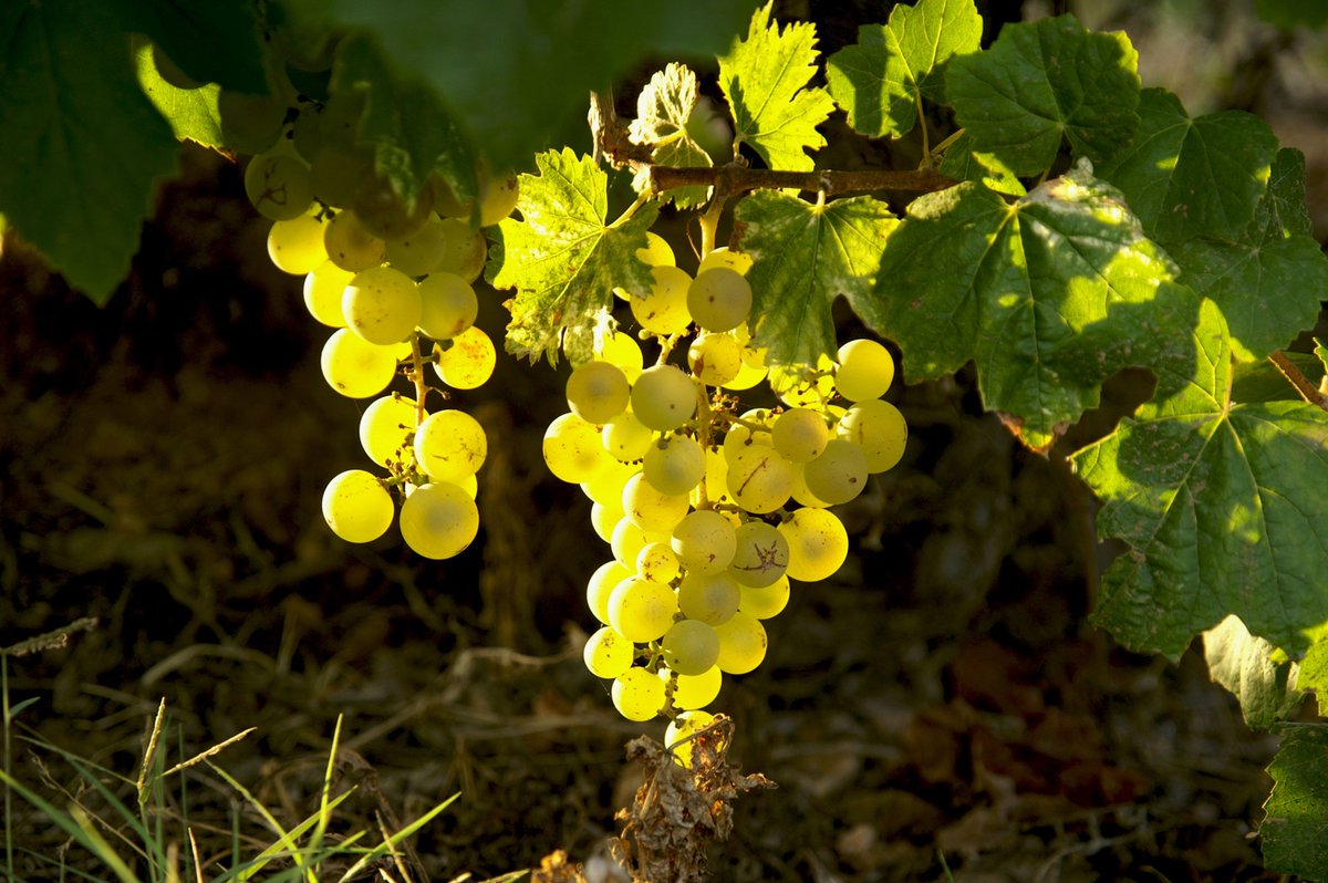 En poques hores arriba el nou any! Ja ho teniu tot a punt? #Vilafranca2015 #capitalcultural #anynou