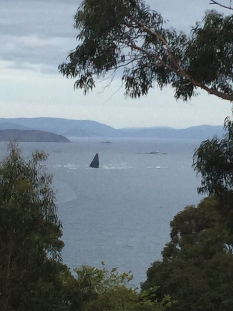 Masses of craft joining Comanche now as she roars past Iron Pot on a searching easterly tack #RSHYR #sydneytohobart