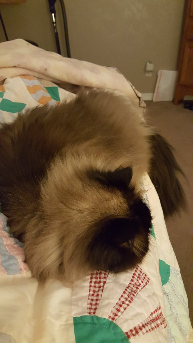 Jazzy has enjoyed mom not working.