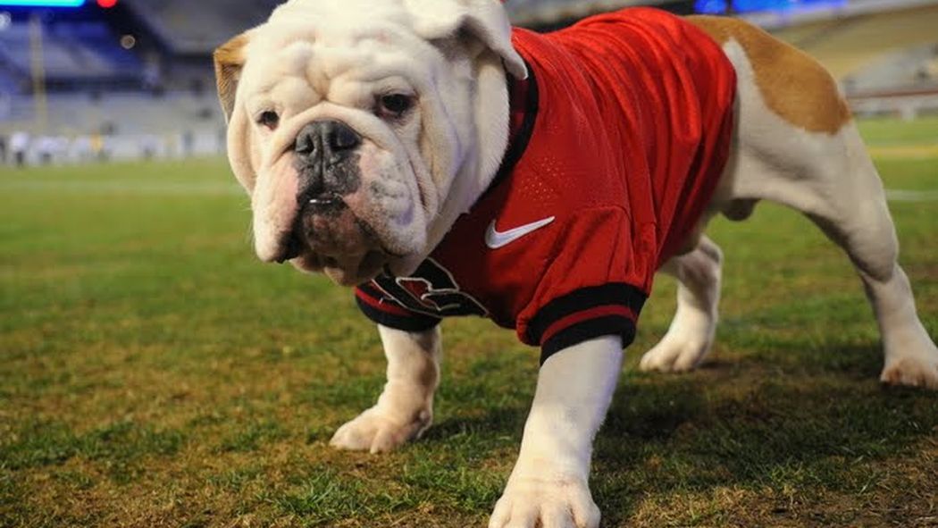 You're On Notice, Dawg! Bowl Edition dawgsports.com/2015/12/28/106…