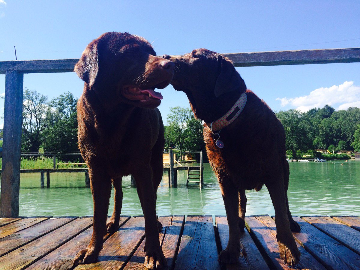 whereisarchie's tweet photo. It is not easy to find mistletoe sticks these days - never mind - how about a nice and sunny Christmas kiss !! https://t.co/annKPXsI5l