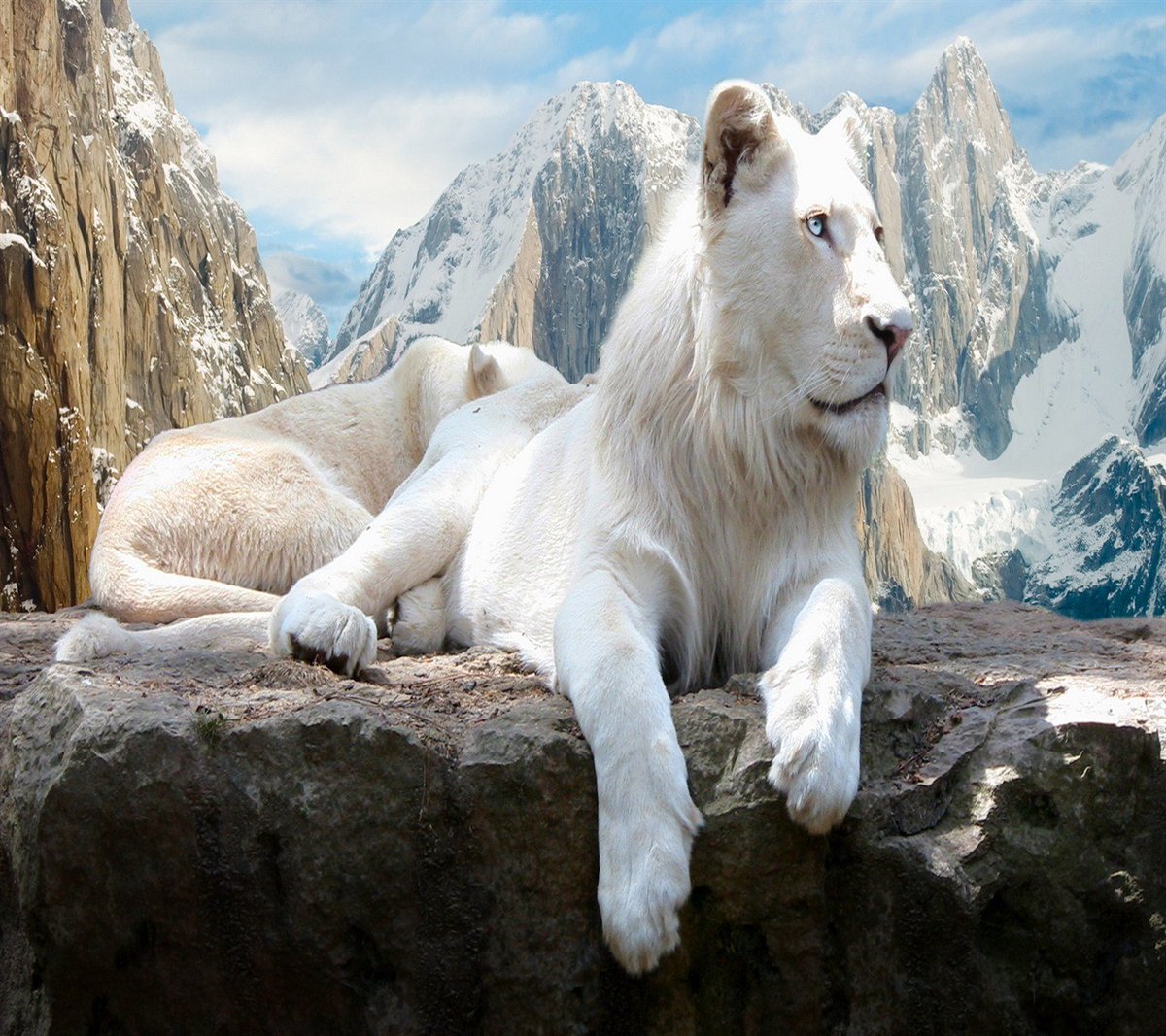 Beautiful animals need our protection.