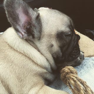 Frenchie_Cute's tweet image. Those ears! #frenchbulldog #frenchie #8week #puppy findelight.net/frenbull_detai…