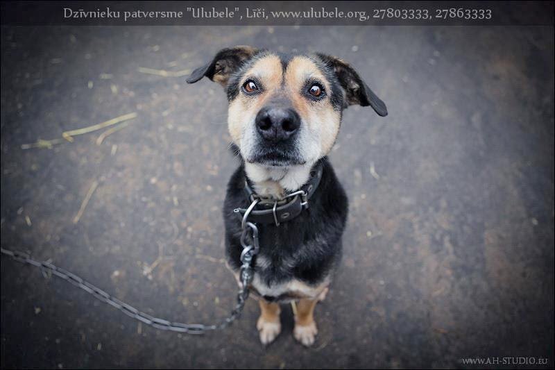 Cilvēk, nebaidies adoptēt suni senjoru ! 
Bērnu draugs Bils Līčos gaida ilgi un pacietīgi ulubele.blogspot.com/2015/12/patver… …