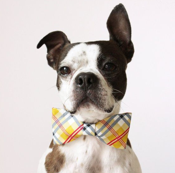 PoochDogSpa's tweet photo. Check out some of our favourite dog accessories at https://t.co/JhEULutZJv https://t.co/HF3jwMnQ45