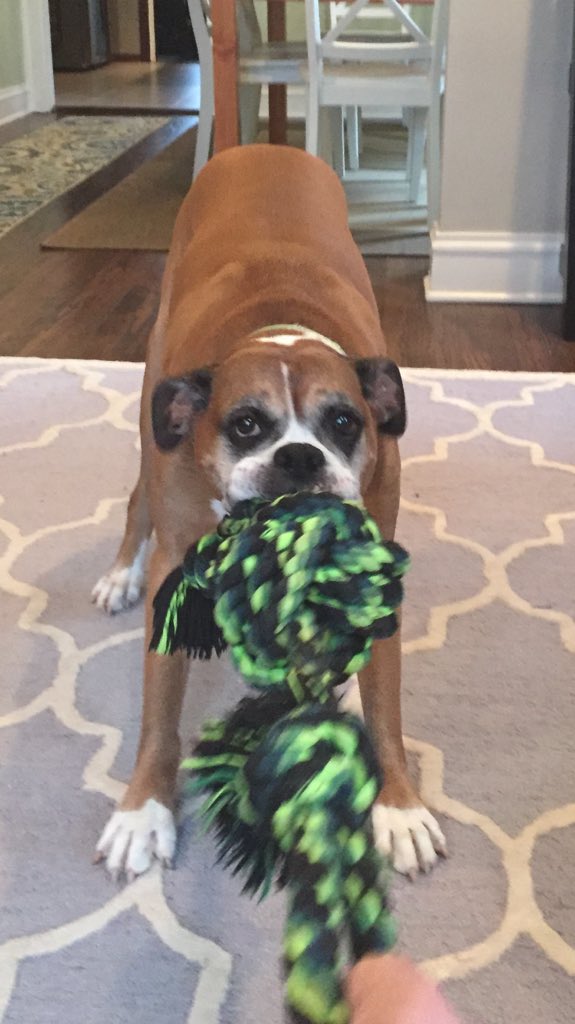 theflyingyosh's tweet photo. I'm as good once as I ever was #theflyingyosh #tobykeith #boxerdog #dogs #winterstorm #heartdisease #stillstrong https://t.co/afrPJPoIxM