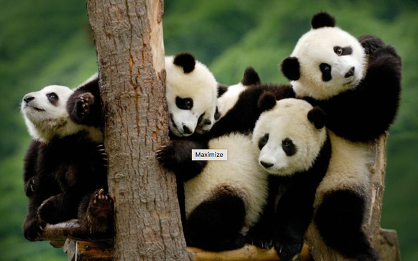 Çin'de panda bakıcılığı mesleği vardır. Göreviniz bütün gün pandalarla oynamak ve beslemektir. Yıllık maaş 32.000 $