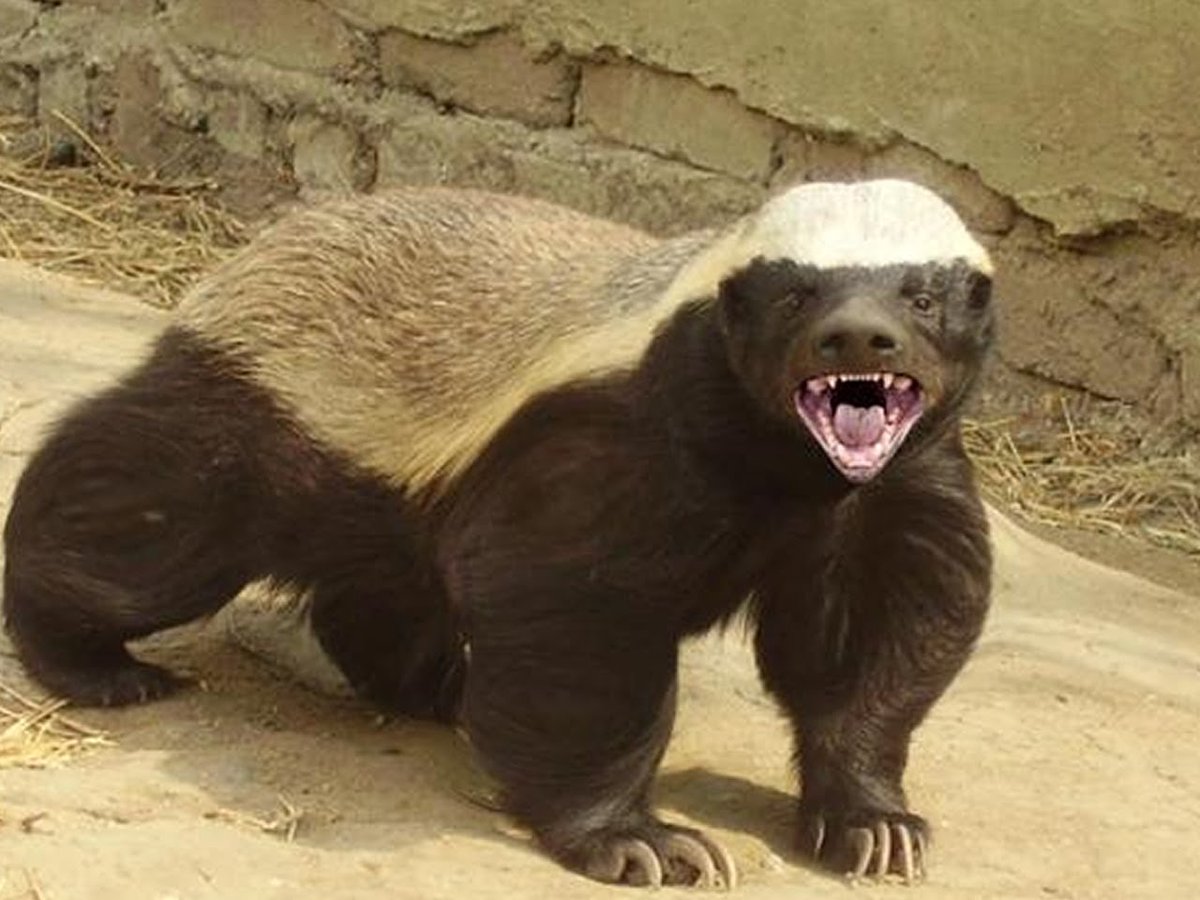 Honey Badger to the rescue! That little 'baaa' at the end was definitely a  'thanks mate' (Via Nick 'Honey Badger' Cummins) : r/HumansBeingBros