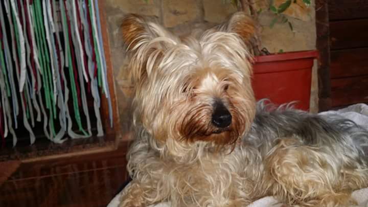 amor_animal015's tweet photo. Laika a sido recogida de la calle, solo tiene 5 añitos y ahora espera encontrar un hogar, alguien se anima?? https://t.co/vOGH02UHFM