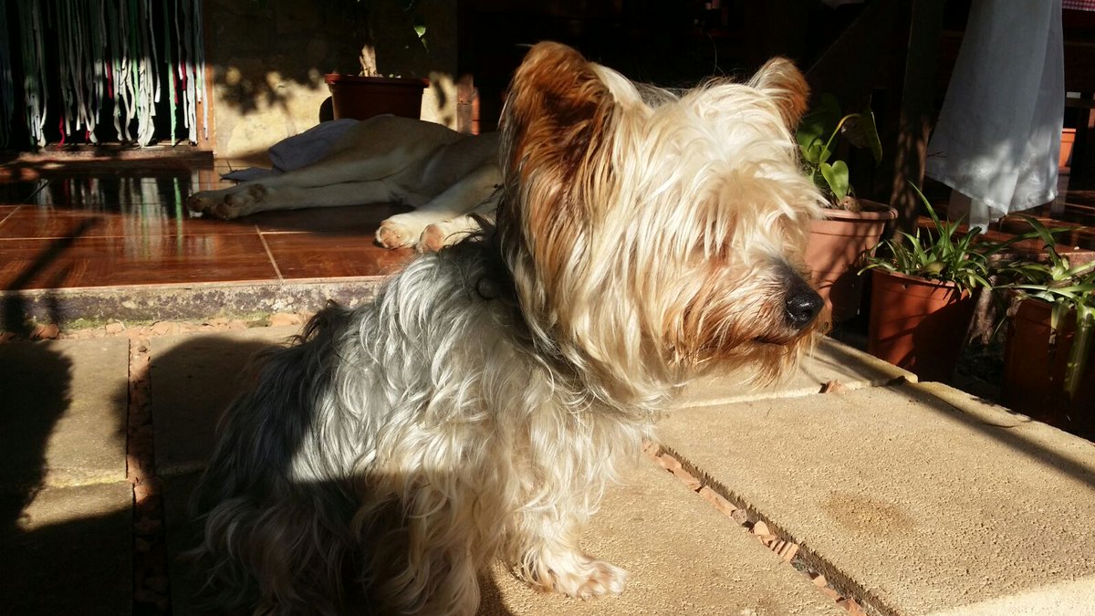 amor_animal015's tweet photo. Laika a sido recogida de la calle, solo tiene 5 añitos y ahora espera encontrar un hogar, alguien se anima?? https://t.co/vOGH02UHFM